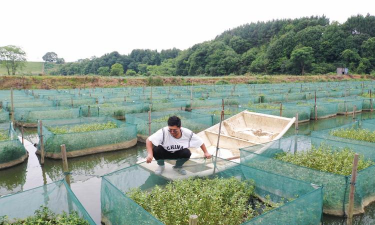鳝鱼网箱养殖技术,掌握关键要点,提升养殖效益 鳝鱼网箱养殖技术,掌握关键要点,提升养殖效益