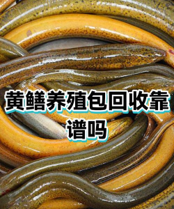 包回收养殖业加盟,降低创业风险,提供稳定销路 包回收养殖业加盟,降低创业风险,提供稳定销路