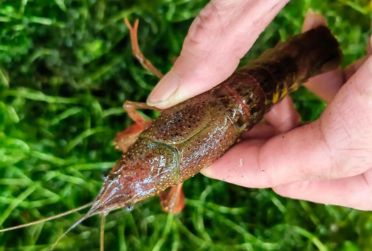 养花招蚊子，原因与对策，轻松解决烦恼