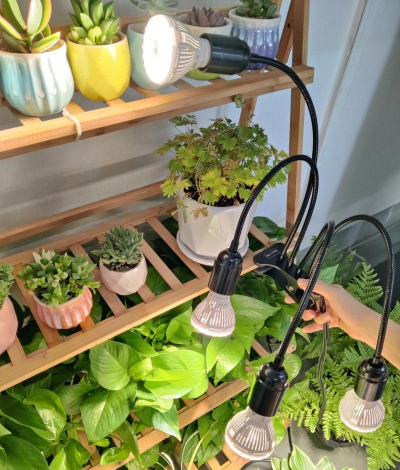 养花招蚊子，原因与对策，轻松解决烦恼