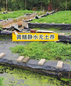 养花招蚊子，原因与对策，轻松解决烦恼