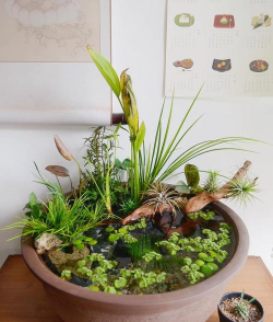 缸养花，新手入门，轻松上手