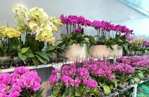 杭州花卉市场，品种丰富多样，价格实惠透明