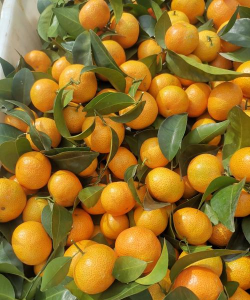 小众送妈妈的花有哪些花