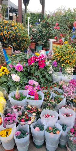 芳村花卉市场,买花好去处,品种多价格低 芳村花卉市场,买花好去处,品种多价格低