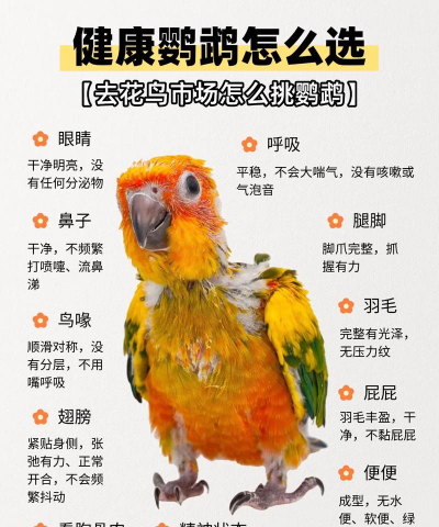 鹦鹉养殖利润有多大,成本投入分析,市场前景判断 鹦鹉养殖利润有多大,成本投入分析,市场前景判断