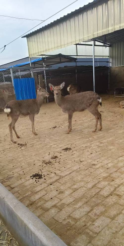 梅花鹿养殖多少钱一只，价格差异大，影响因素多