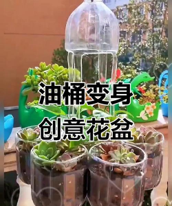 油饼养花,废物利用,省钱又环保 油饼养花,废物利用,省钱又环保