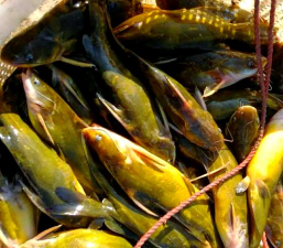 养花说课稿，教学重点解析，课堂互动设计