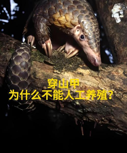 养花说课稿，教学重点解析，课堂互动设计