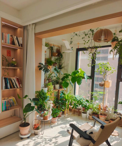 养花数量,合理规划,打造舒适家居 养花数量,合理规划,打造舒适家居