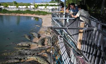 鳄鱼养殖销路在哪,市场渠道分析,经营策略参考 鳄鱼养殖销路在哪,市场渠道分析,经营策略参考