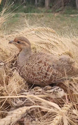 沙半鸡养殖技术,掌握关键要点,实现高效养殖 沙半鸡养殖技术,掌握关键要点,实现高效养殖