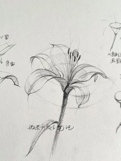 养花说课稿，教学重点解析，课堂互动设计