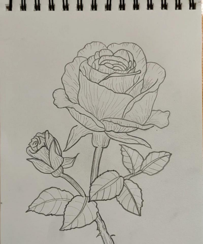 种植花卉的方法，新手入门指南，轻松打造花园