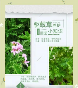 种植花卉的方法，新手入门指南，轻松打造花园