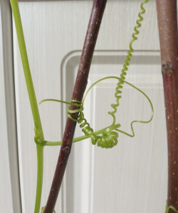 小众送妈妈的花有哪些花