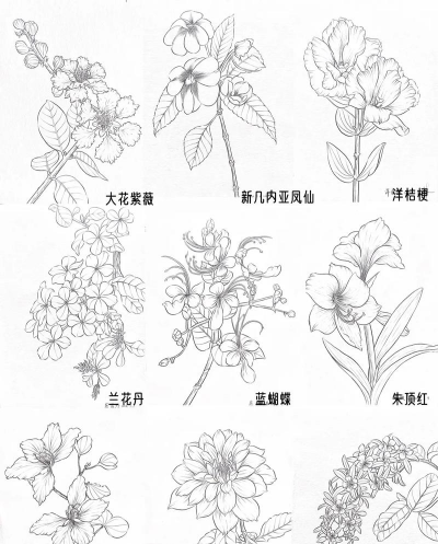 种植花卉的方法，新手入门指南，轻松打造花园