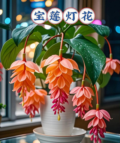 花卉宝莲灯,点亮家居氛围,增添生活情趣 花卉宝莲灯,点亮家居氛围,增添生活情趣