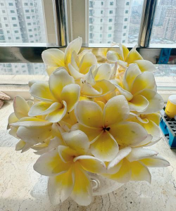 熟鸡蛋养花,废物利用,效果惊人 熟鸡蛋养花,废物利用,效果惊人