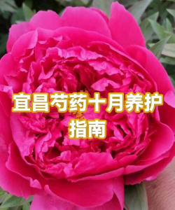 烧土养花，改善土壤，提升植物生长