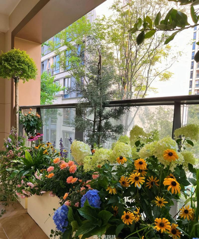 成都养花，选对品种，轻松打造私家花园