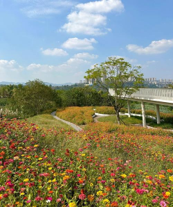养花不好的人煞气多，养花常见问题，如何化解煞气