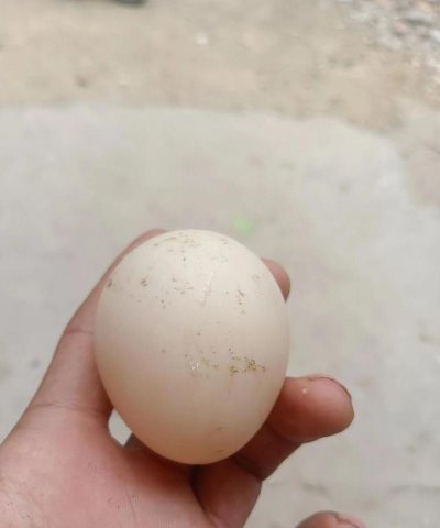 树根养花，废物利用，省钱又环保