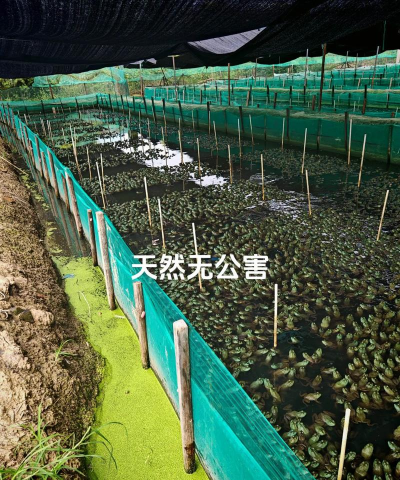 树根养花，废物利用，省钱又环保