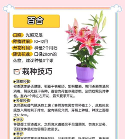 家里阳光不足怎么养花，选对植物种类，掌握养护技巧