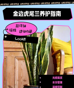 虎尾兰的养殖方法和注意事项，轻松养活，避免常见问题