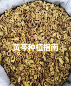 黄芩的养殖方法，选对土壤，注意浇水