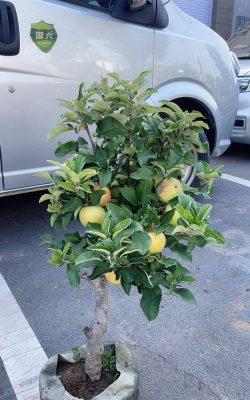 南方矮小的果树品种