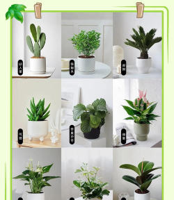 小盆花卉,轻松养护,点亮生活角落 小盆花卉,轻松养护,点亮生活角落