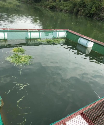 家里阳光不足怎么养花，选对植物种类，掌握养护技巧