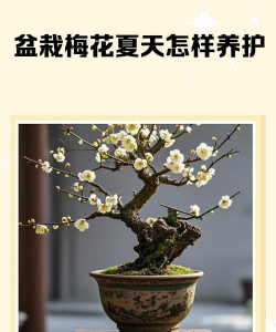 盆栽干枝梅的养殖方法,掌握关键技巧,轻松养出好状态 盆栽干枝梅的养殖方法,掌握关键技巧,轻松养出好状态