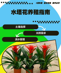 水塔花的家庭养殖方法,轻松上手,花开满屋 水塔花的家庭养殖方法,轻松上手,花开满屋