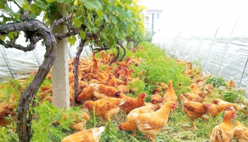 养花不好的人煞气多，养花常见问题，如何化解煞气