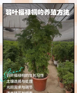 养花不好的人煞气多，养花常见问题，如何化解煞气