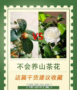 养花不好的人煞气多，养花常见问题，如何化解煞气