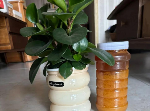 养花不好的人煞气多，养花常见问题，如何化解煞气