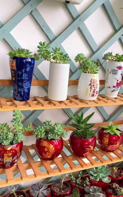 养花不好的人煞气多，养花常见问题，如何化解煞气