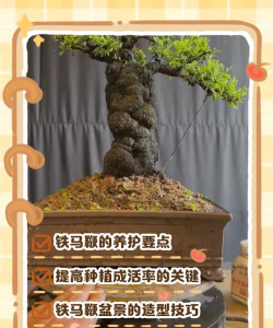 养花不好的人煞气多，养花常见问题，如何化解煞气