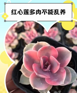 多肉红心莲的养殖方法,新手入门指南,轻松养出好状态 多肉红心莲的养殖方法,新手入门指南,轻松养出好状态