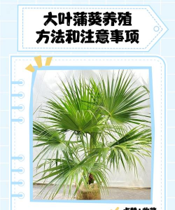 室内花卉装饰，提升居家氛围，打造自然空间