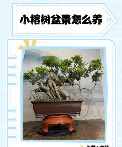 室内花卉装饰，提升居家氛围，打造自然空间