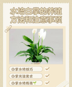 室内花卉装饰，提升居家氛围，打造自然空间