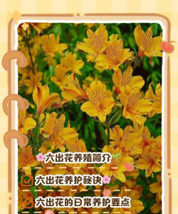 室内花卉装饰，提升居家氛围，打造自然空间