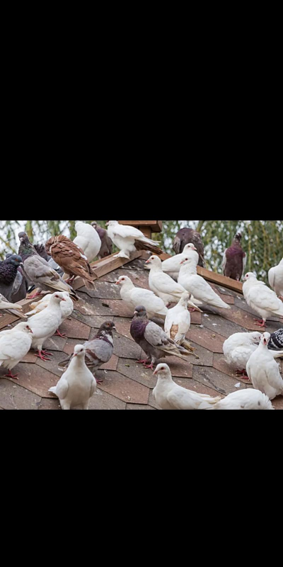 室内花卉装饰，提升居家氛围，打造自然空间