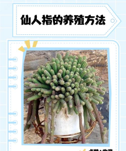 室内花卉装饰，提升居家氛围，打造自然空间